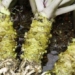 research shows wasabi has a positive effect on memory improvement in elderly 131239