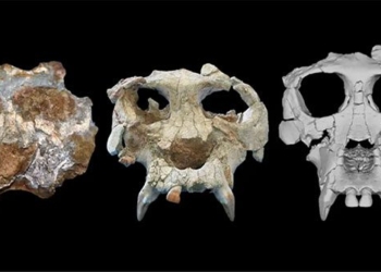 restore 12 million year old garden species 130520