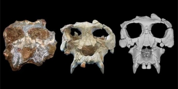 restore 12 million year old garden species 130520