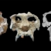restore 12 million year old garden species 130520