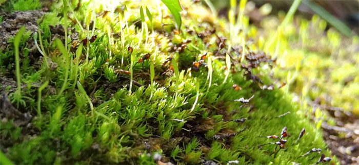 For 165 million years, the appearance of the Takakia moss has seemingly remained unchanged