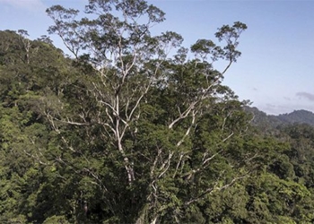 rising temperatures are causing tropical forests to lose co2 absorption capacity 129444