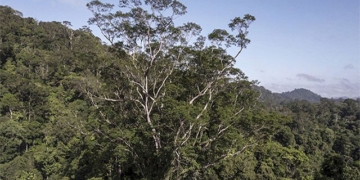 rising temperatures are causing tropical forests to lose co2 absorption capacity 129444