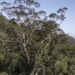 rising temperatures are causing tropical forests to lose co2 absorption capacity 129444