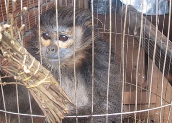 risk of new infectious disease appearing if wildlife continues to be harmed 130277