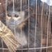 risk of new infectious disease appearing if wildlife continues to be harmed 130277