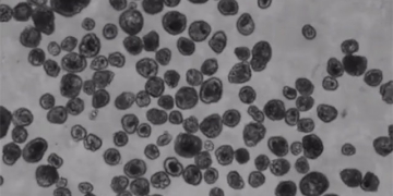robot songs from human cells surprise for researchers 131335