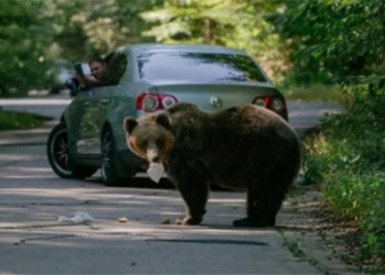 romania finds a way to adopt 8 000 brown bears 130571