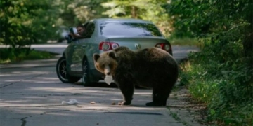 romania finds a way to adopt 8 000 brown bears 130571