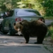 romania finds a way to adopt 8 000 brown bears 130571