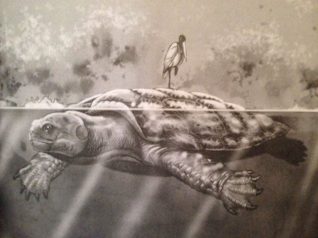 Most fossils of this tortoise species have been found in South America.