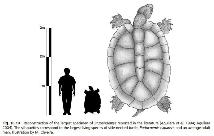 Size comparison of Stupendemys geographicus with modern tortoises and humans.