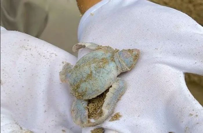 Blanche the turtle