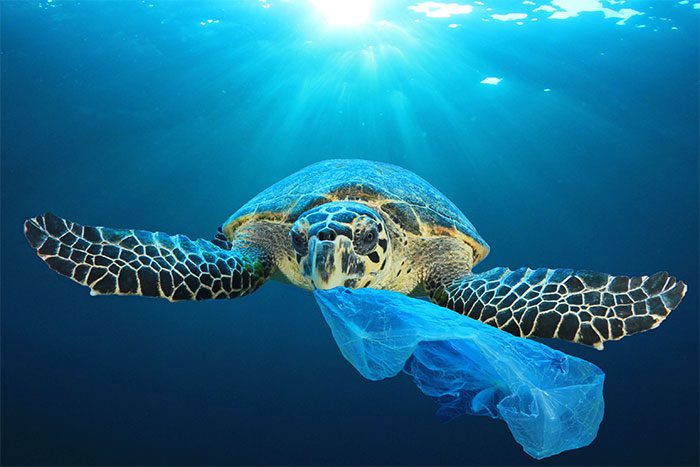 Turtles are easily deceived by plastic waste due to their "olfactory trap"