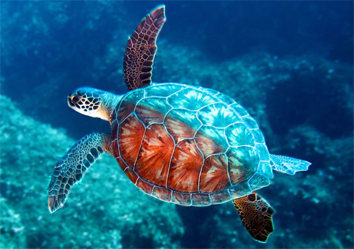 Sea Turtles.