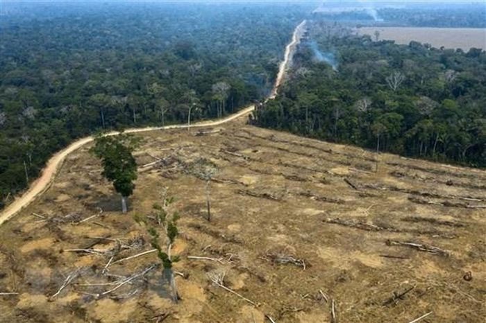 Amazon rainforest being destroyed in Porto Velho, Rondonia state, Brazil.