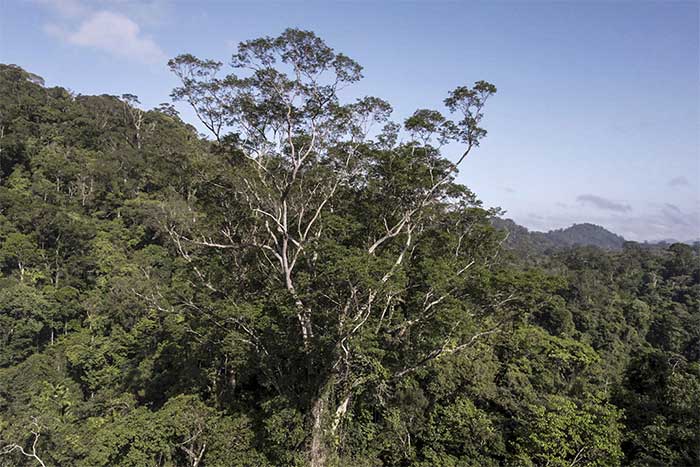 Amazon rainforest, near the Jari River in Northern Brazil.