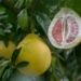 russian scientists create heat resistant ceramics from grapefruit peel 130455