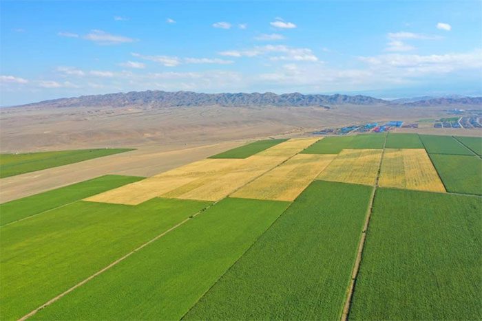 The Taklamakan Desert is reviving thanks to the “iron will” of the Chinese government.