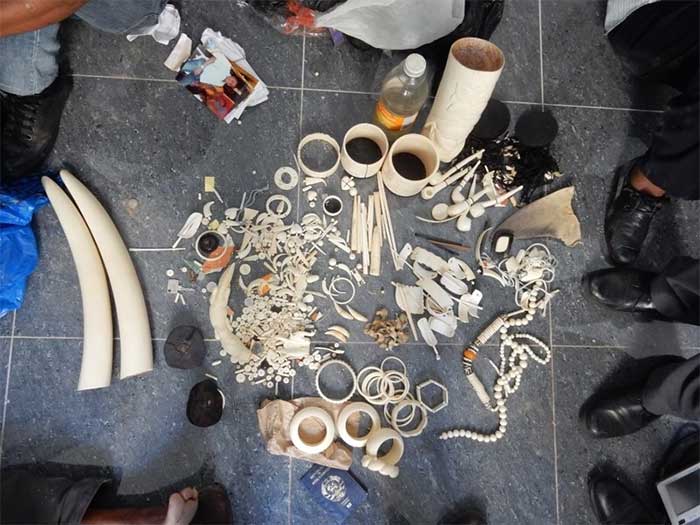 Seized items from illegal transportation of wildlife products.