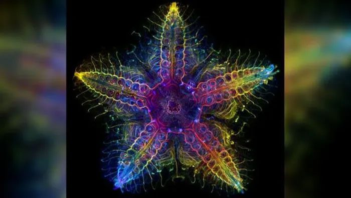 Nervous system image of a starfish during analysis