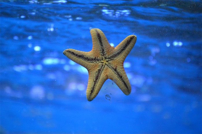 A starfish