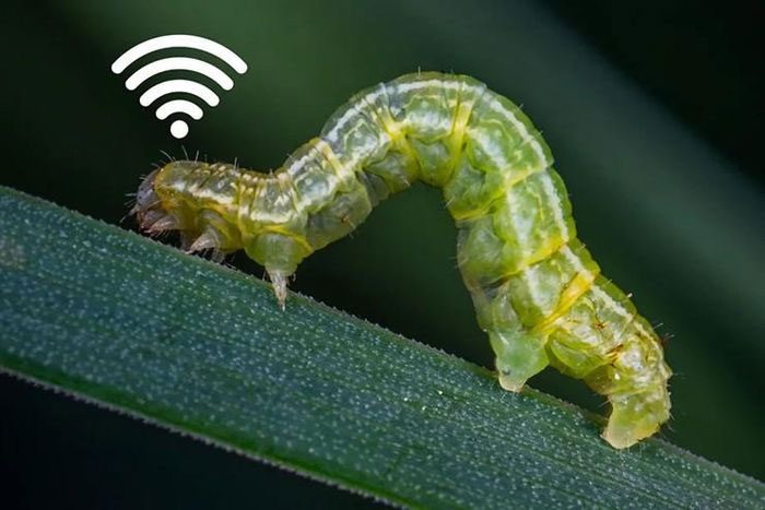 Caenorhabditis elegans worm has a Wi-Fi-like communication system.