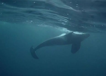 save the animals try to rescue the endangered species 131320