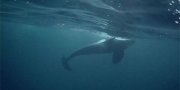 save the animals try to rescue the endangered species 131320