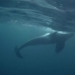 save the animals try to rescue the endangered species 131320