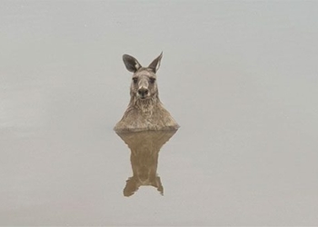 science explaining everything between kangaroo and dog 131357