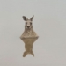 science explaining everything between kangaroo and dog 131357