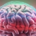 science finds signal in human brain 130637
