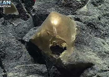 scientists baffled by mysterious golden egg found here in the sea unknown what it is 129692