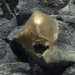 scientists baffled by mysterious golden egg found here in the sea unknown what it is 129692