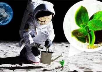 scientists in the success of growing plants on the moon due to earth bacteria 130978