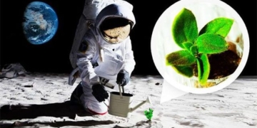 scientists in the success of growing plants on the moon due to earth bacteria 130978
