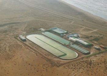 sea water 12 000m2 cultivating pears in the sahara desert 129362