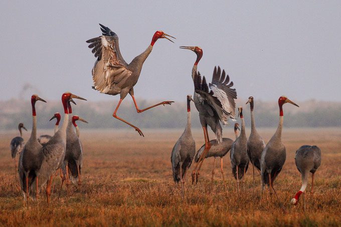 Red-headed cranes arriving at Tràm Chim in previous years