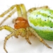show off mini watermelon photo couple surprisingly praised by experts lucky 129351