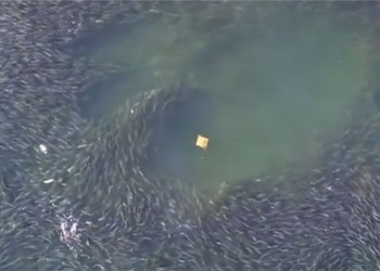 singular unique watermelon a school of giant fish 130122