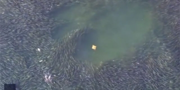 singular unique watermelon a school of giant fish 130122