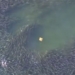 singular unique watermelon a school of giant fish 130122