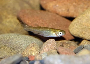 small fish species with new sustainable environmental balance 131016