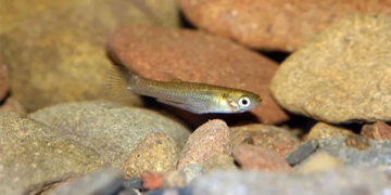 small fish species with new sustainable environmental balance 131016