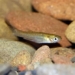 small fish species with new sustainable environmental balance 131016