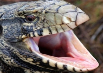 snake in the grass threatens southern united states 130937