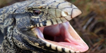 snake in the grass threatens southern united states 130937