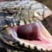 snake in the grass threatens southern united states 130937