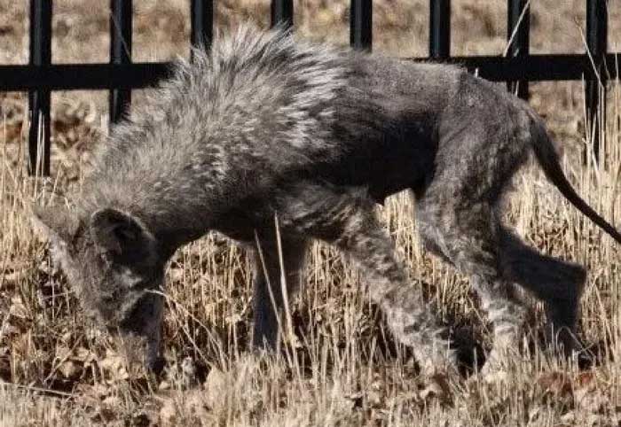 Coyotes suffering from mange, identified as similar to the description of the Chupacabra.